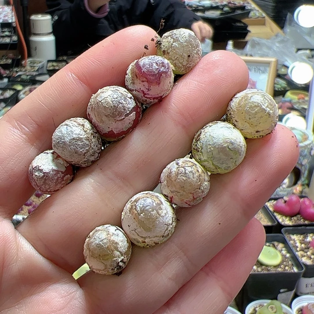 【闪购商品】126 灯泡x10