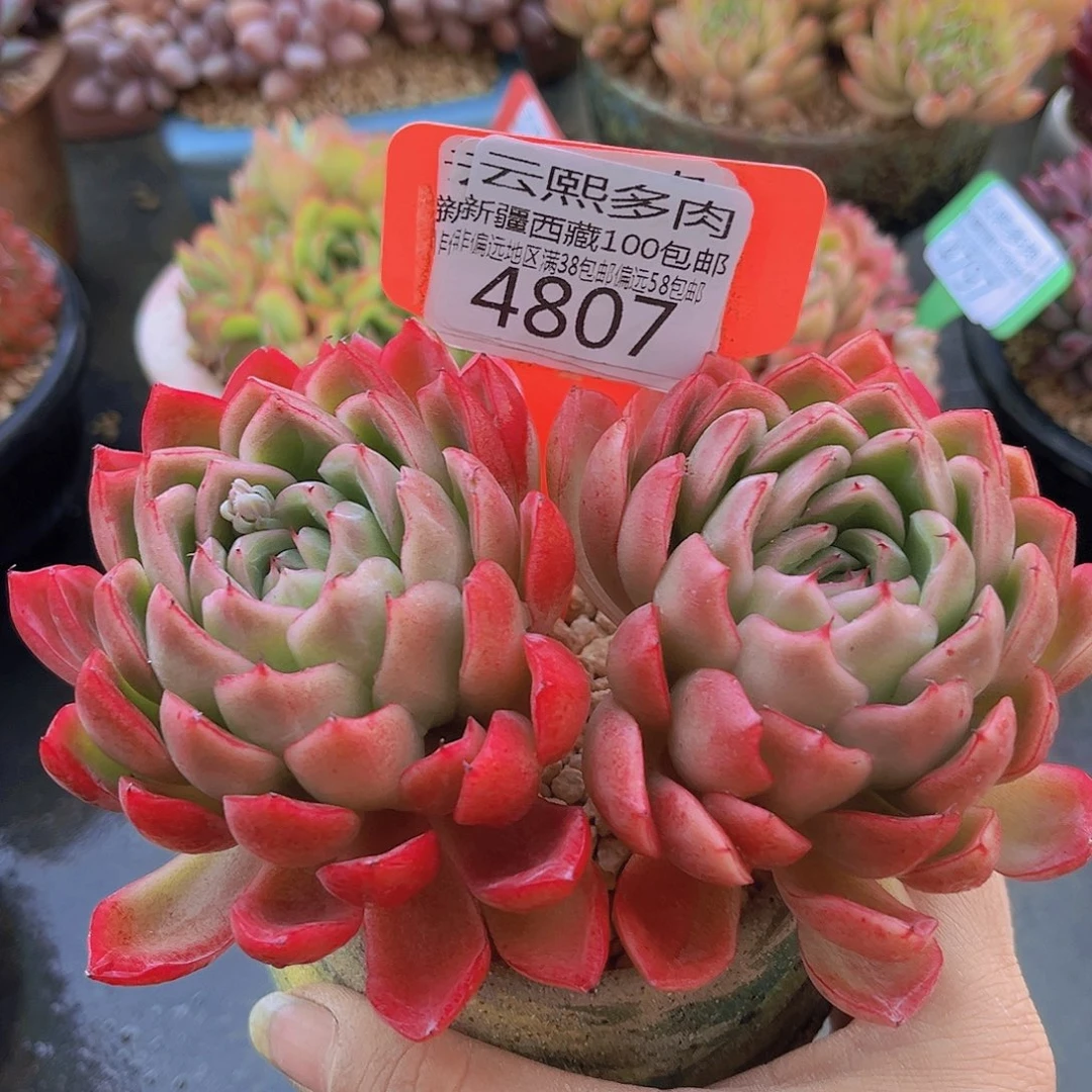 4807绿龙多肉植物