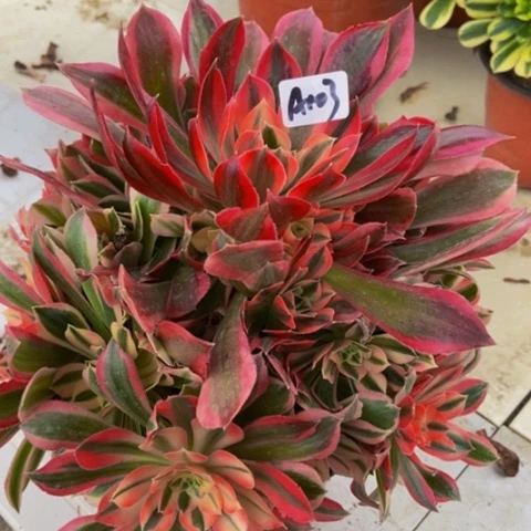 粉女巫变异多肉103多肉