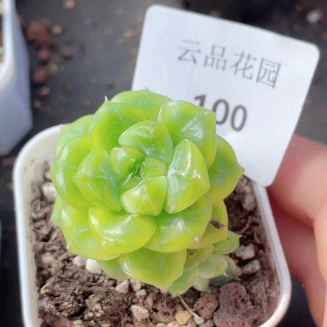 100号糖心冰心珍妮 七喜