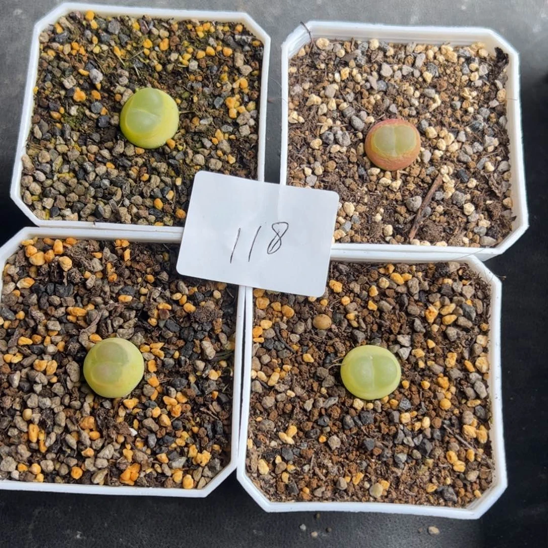 我***名12.13福利多肉植物118