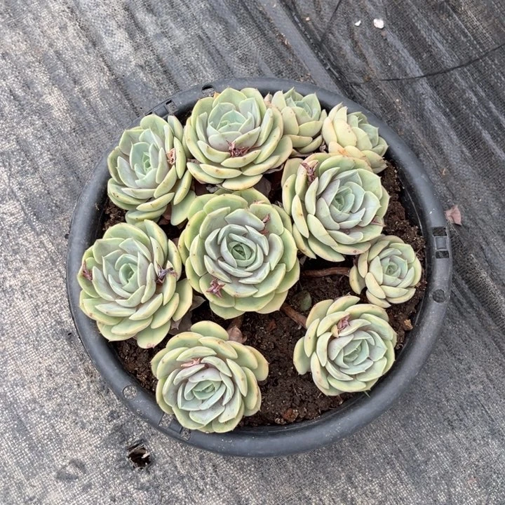 棠颂花卉 一物一拍 蓝色苍鹭 周宇