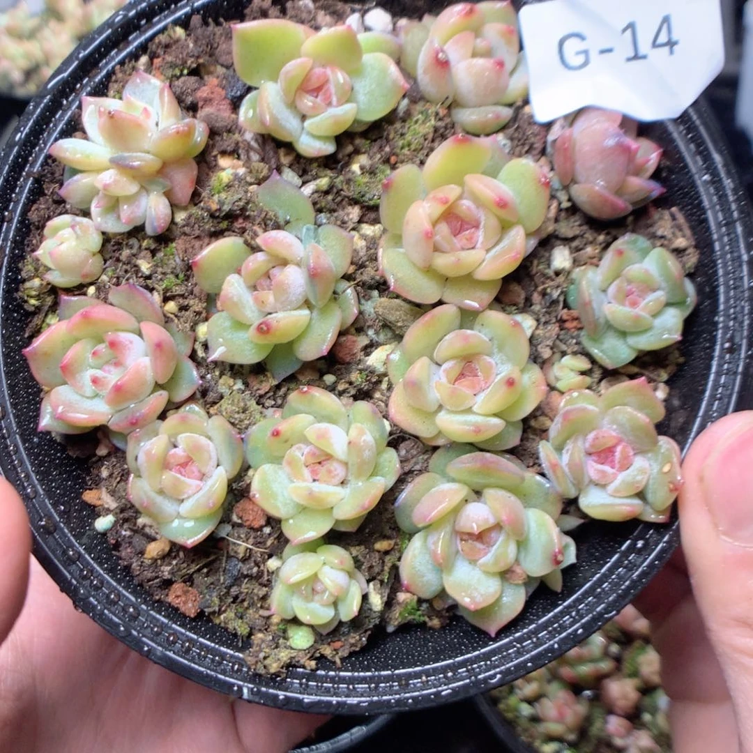 无花朵G14y y y y y y y y y t t t