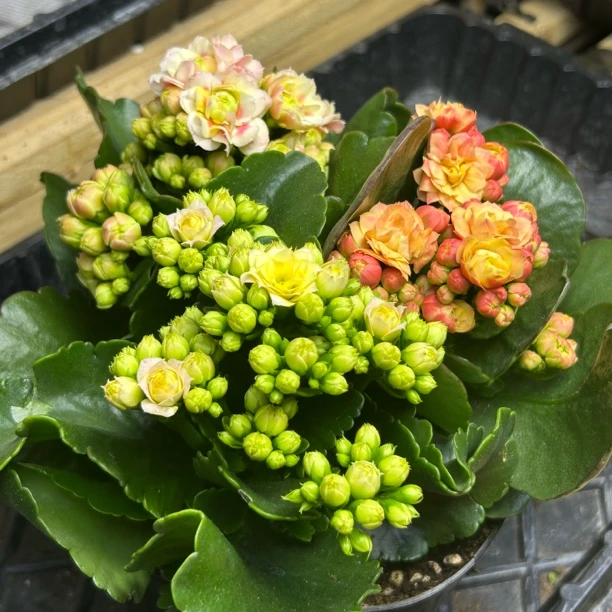 150盆三色组合【发福蝶+彩虹糖+朝霞】一盆三棵混色长寿花