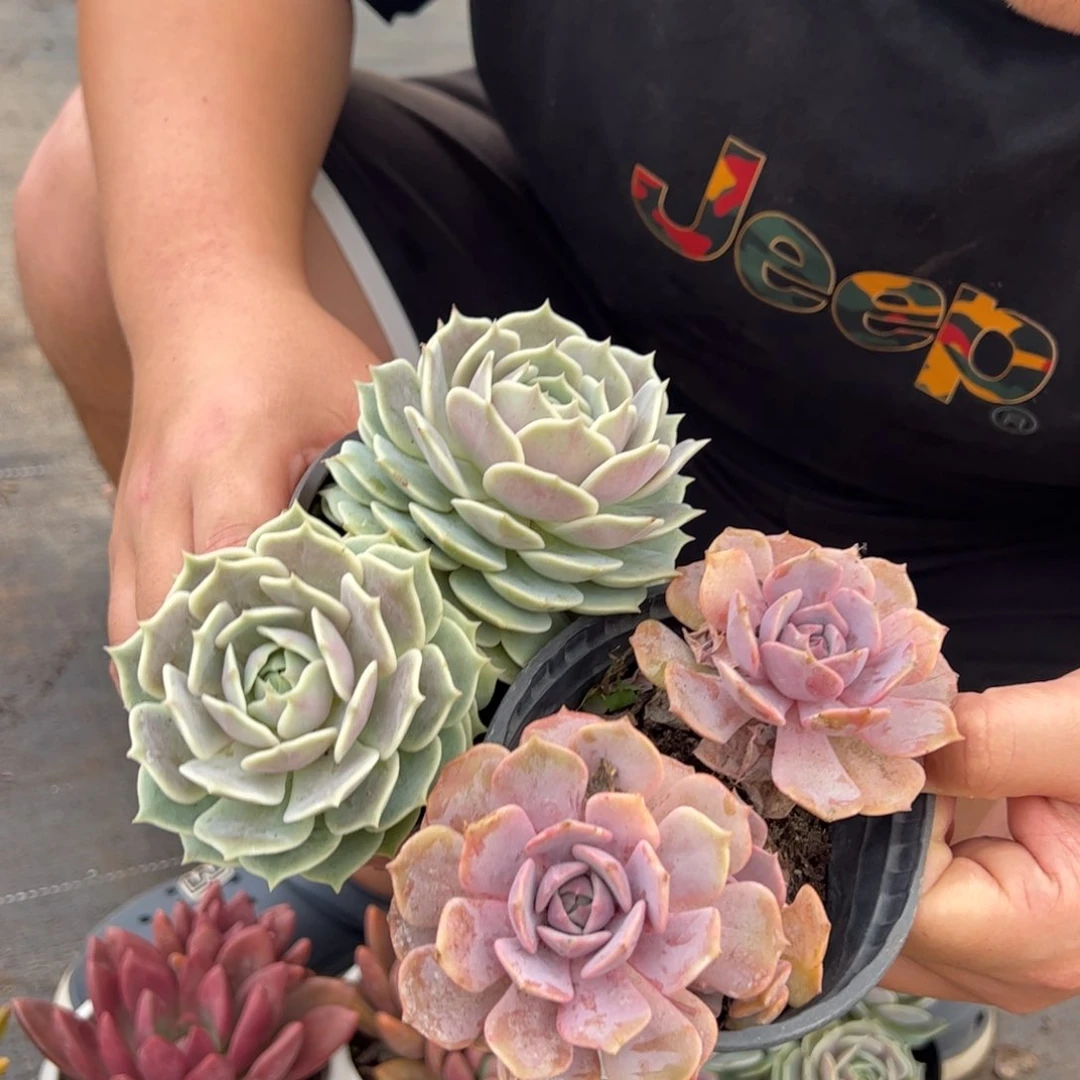 粉蝶双头，露娜莲双头各一，120杯