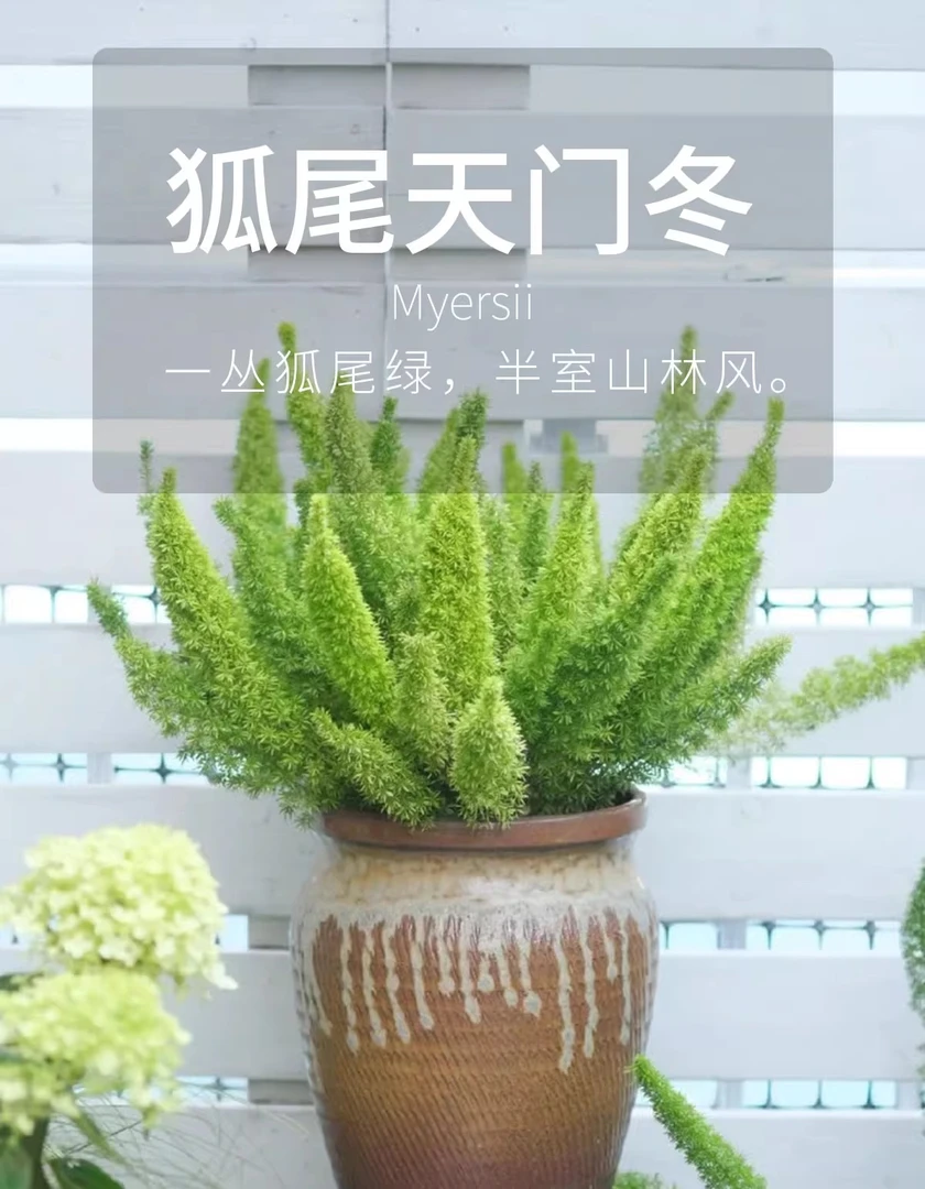【3加仑狐尾天门冬】观叶盆栽阳台花园植物庭院绿植四季常绿好养