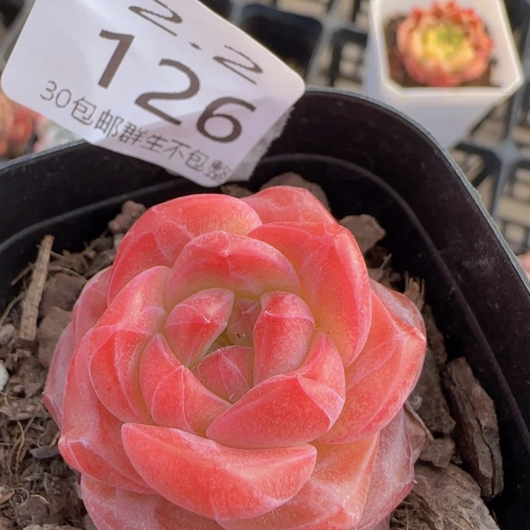 天使珍妮单头一颗脱土