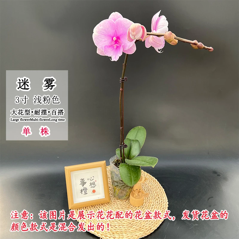 【迷雾】开花株新品百搭蝴蝶兰大花型室内桌面好养绿植花卉