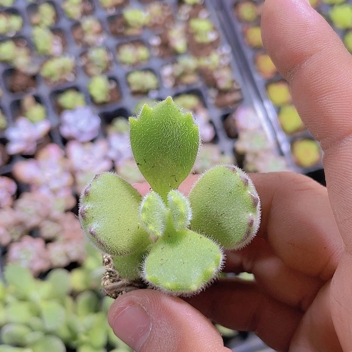熊童子【满10颗包邮】