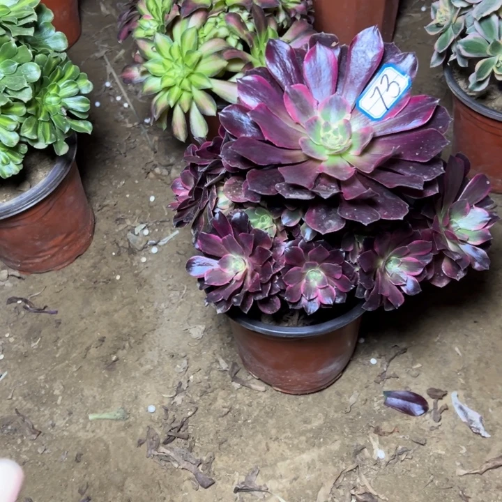 多肉植物凤包师73