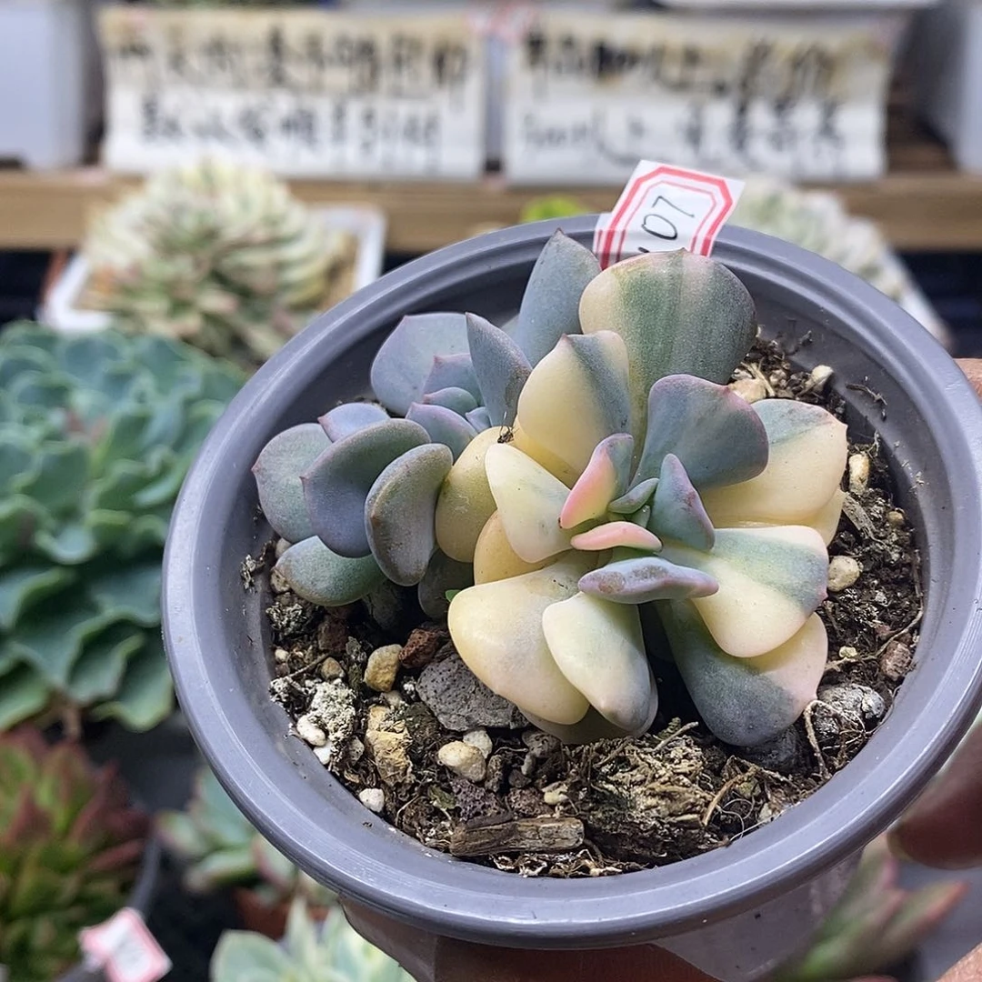 14107 雪精灵花脸锦