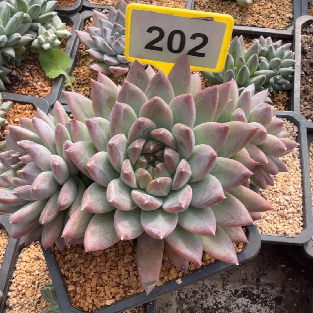 多肉植物一物一拍202