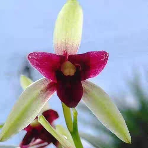 〖正品国兰假一赔十〗建兰锦上添花经典高档名贵三星蝶铭品浓香兰花