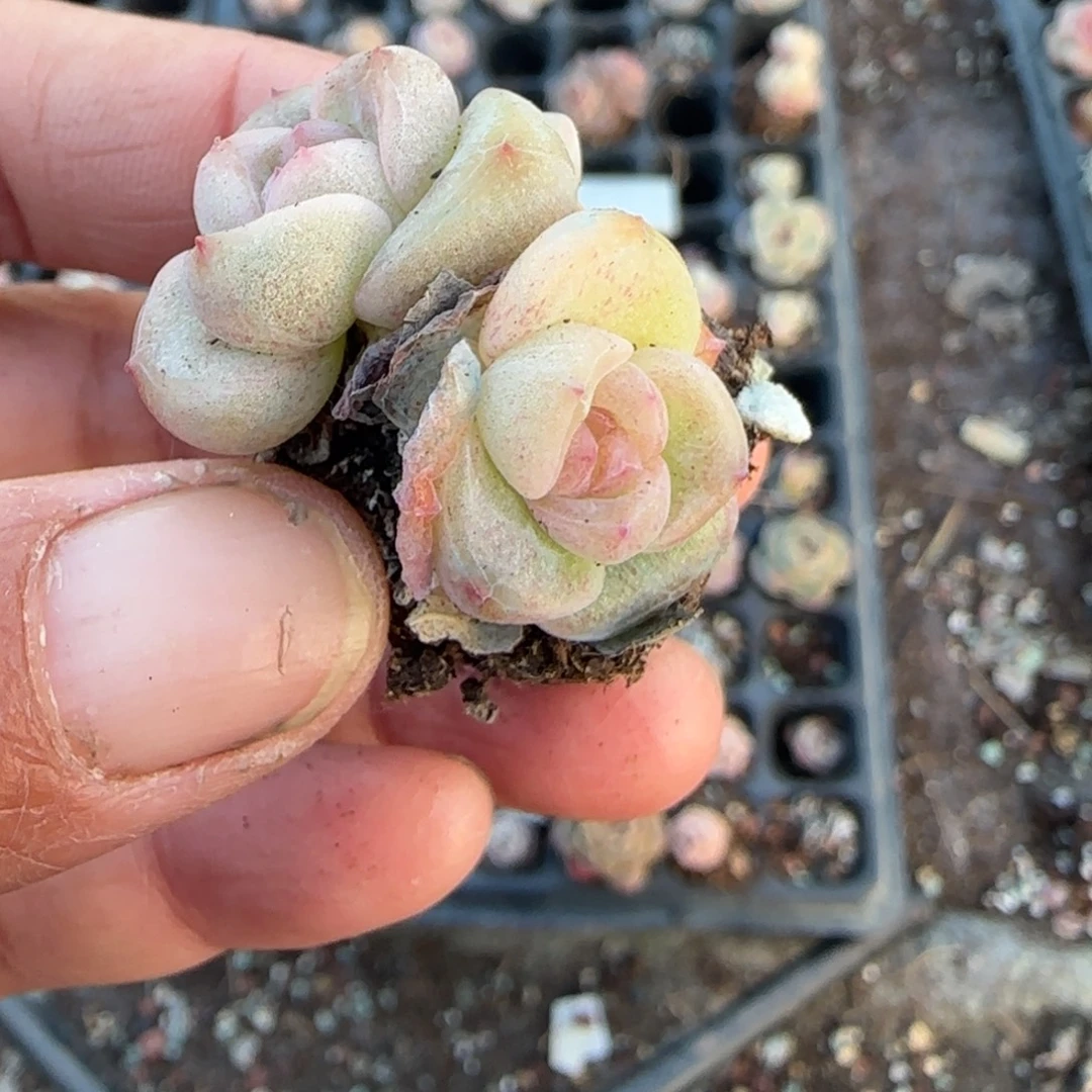 多肉小卡拉米糖心一物一拍