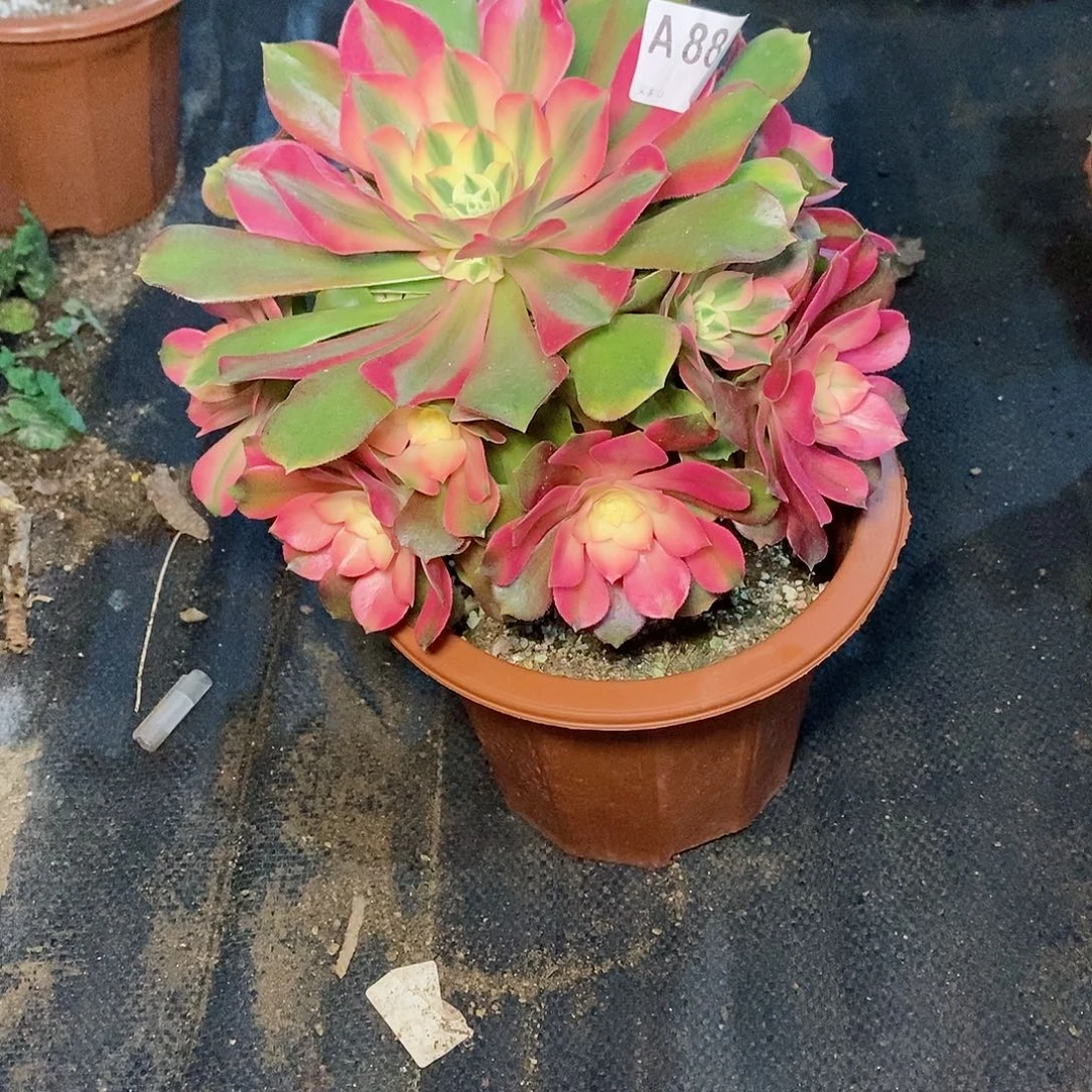 香妃882多肉11111