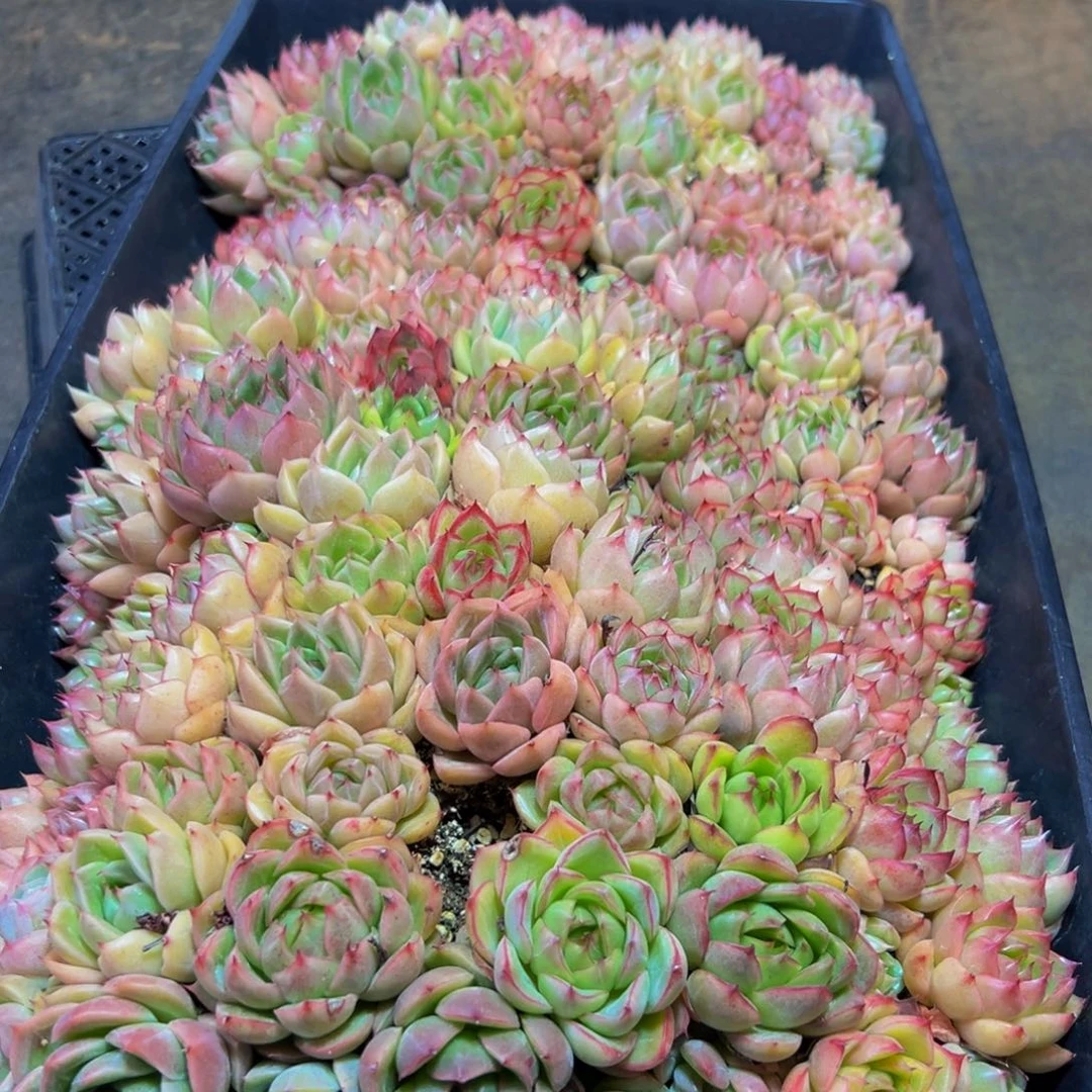 876多肉葡萄的价格是多少啊