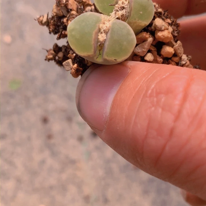 14555556655685656656686566655