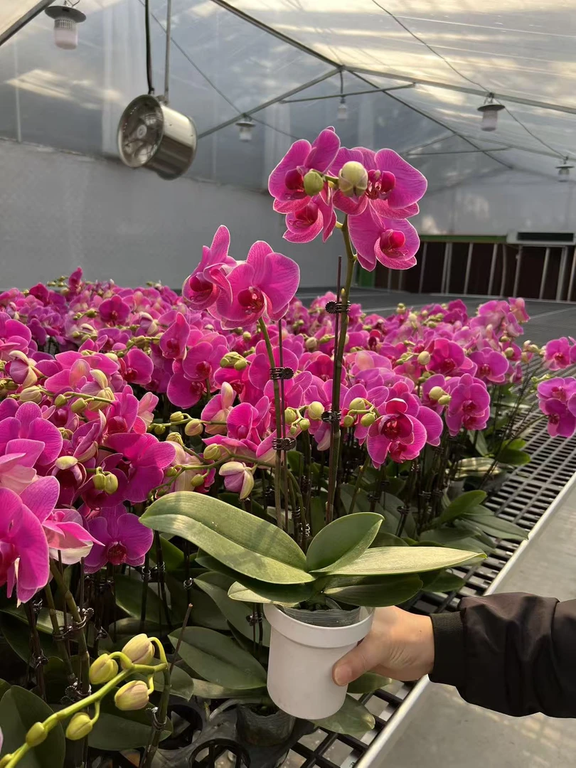 小李蝴蝶兰【恭喜发财】年宵花乔 迁之喜 带花带花苞发货好养花期长