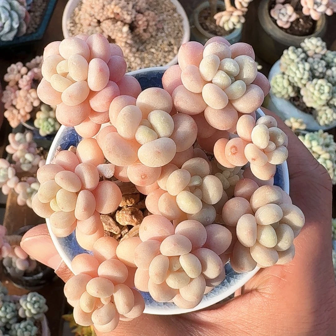 洛可可多肉群生长腿