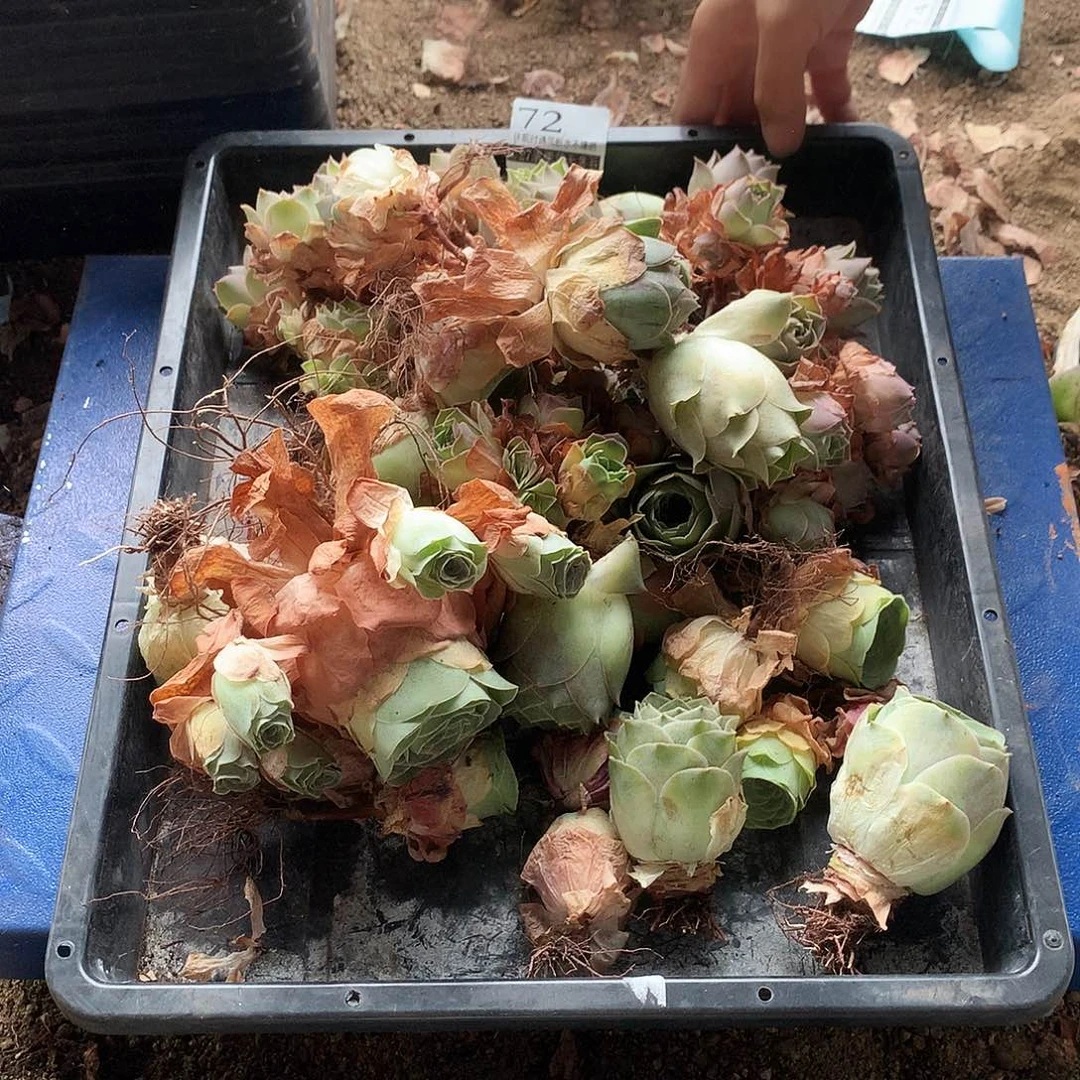 山地玫瑰清棚款72