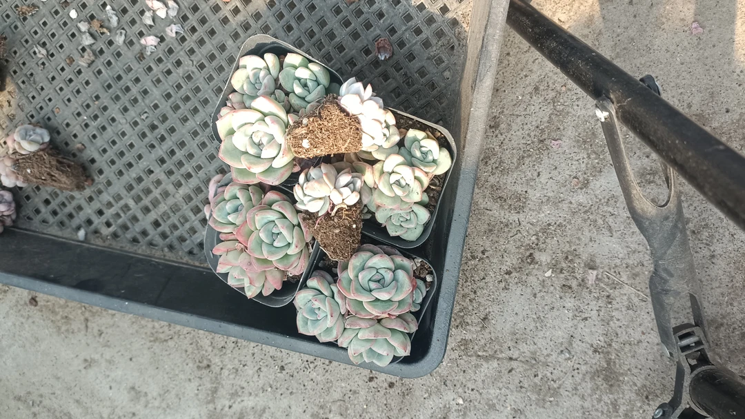 奶油泡芙4棵星影缀化2棵多肉植物