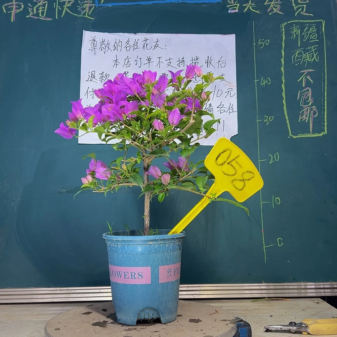当前无花栽培后可以开花巴西紫 058