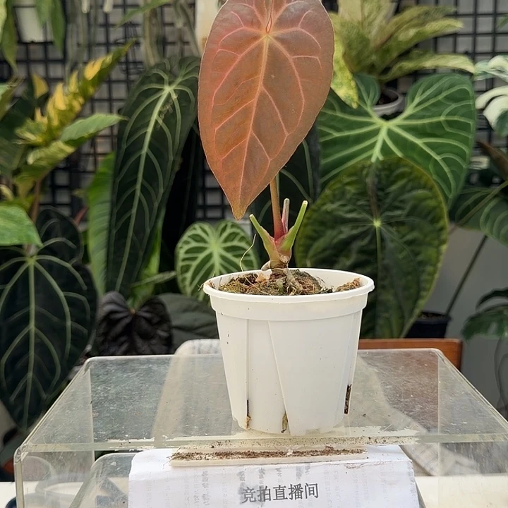 完全开放L22绿丝绒杂粉脉