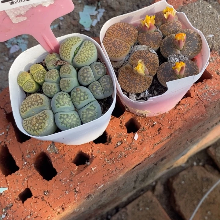L***0生石花等植物的生长194