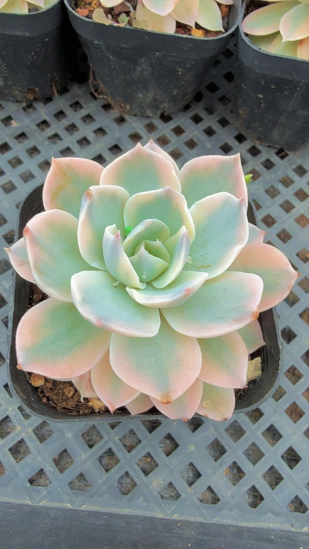 皮氏锦（满9.9包邮）