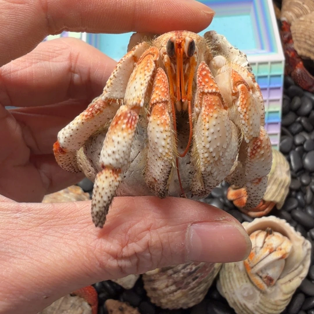 2.8口毛里求斯草莓寄居蟹