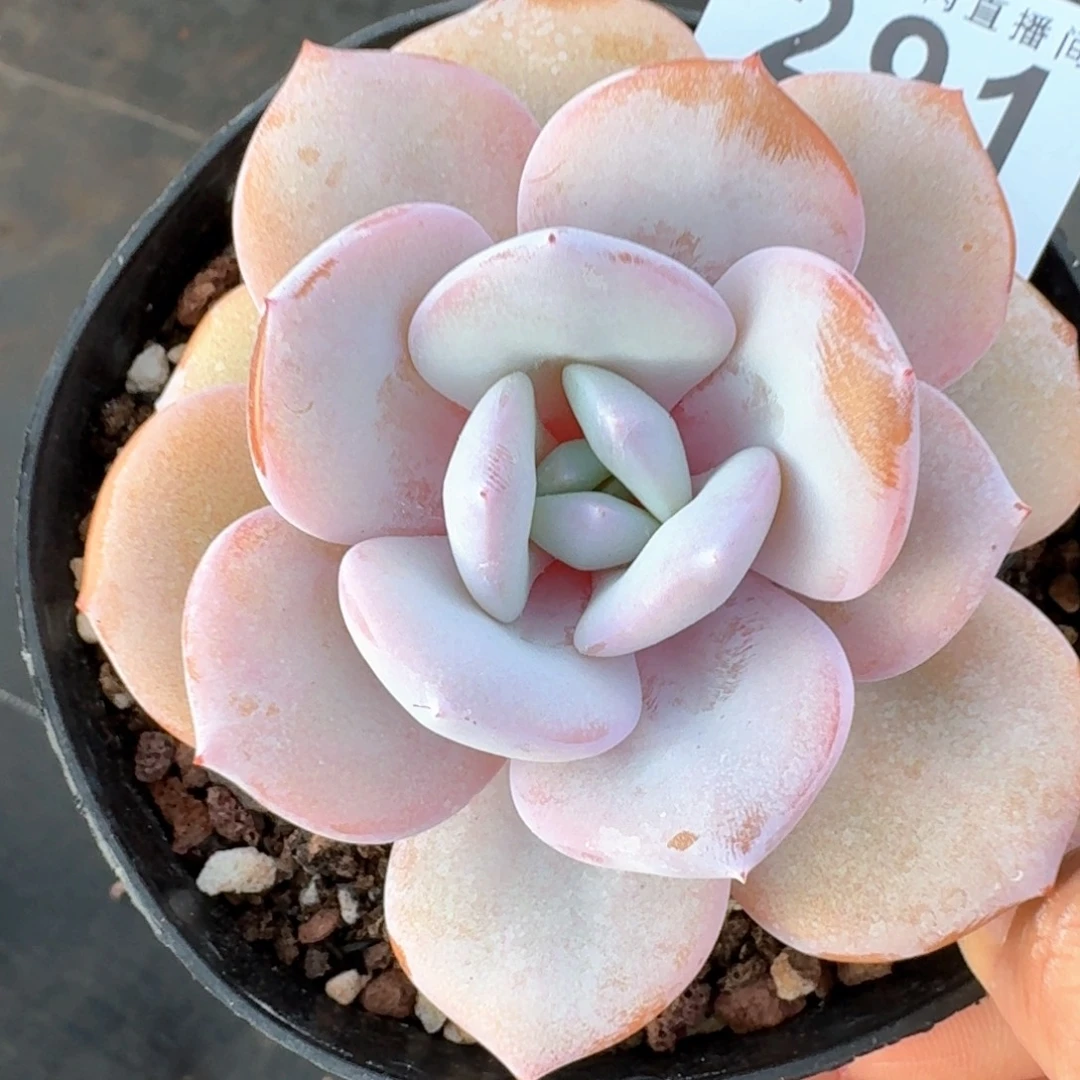 奶茶韩版          开播福利多肉