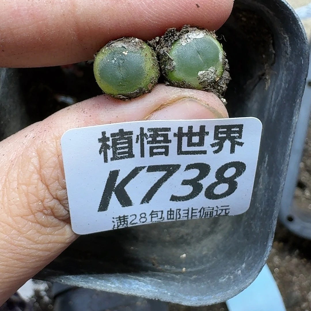 多肉植物的润泽ghn