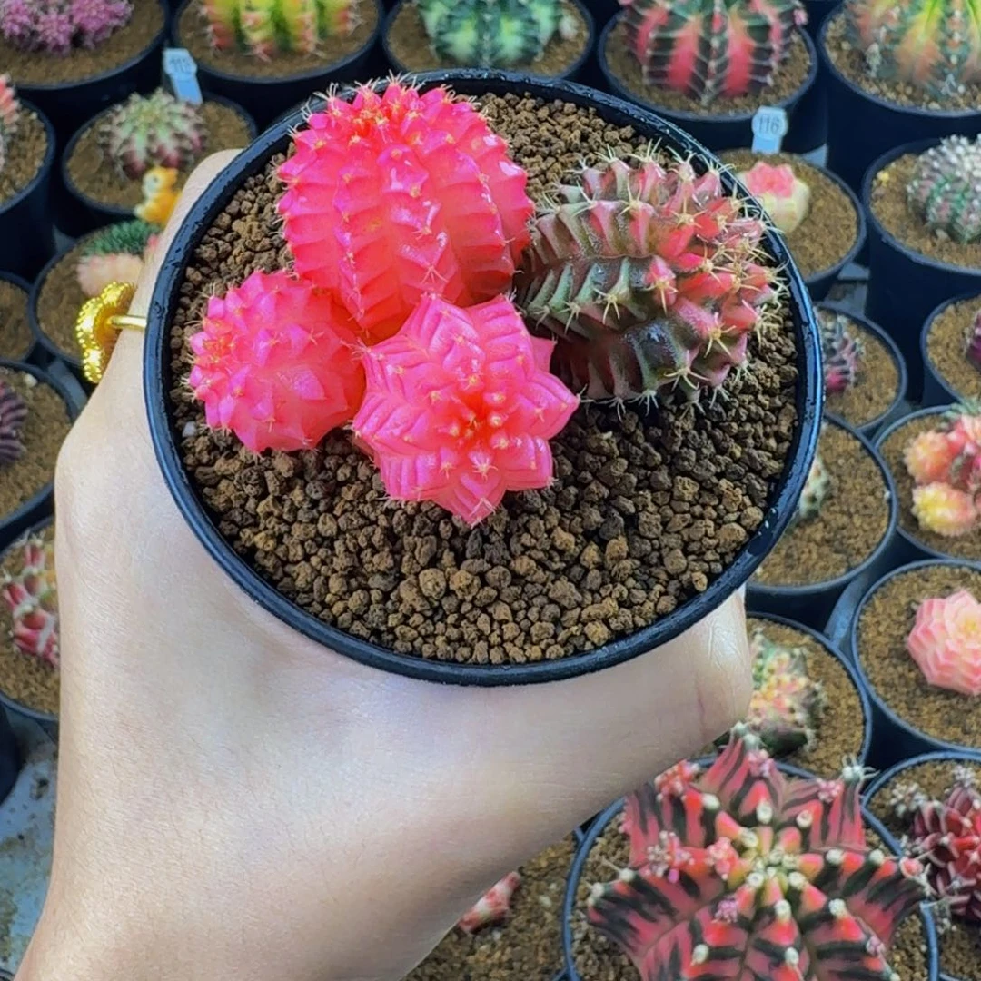 群生多头手捧花00000000005