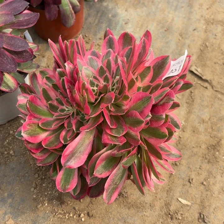 粉女巫坠多肉法师4617