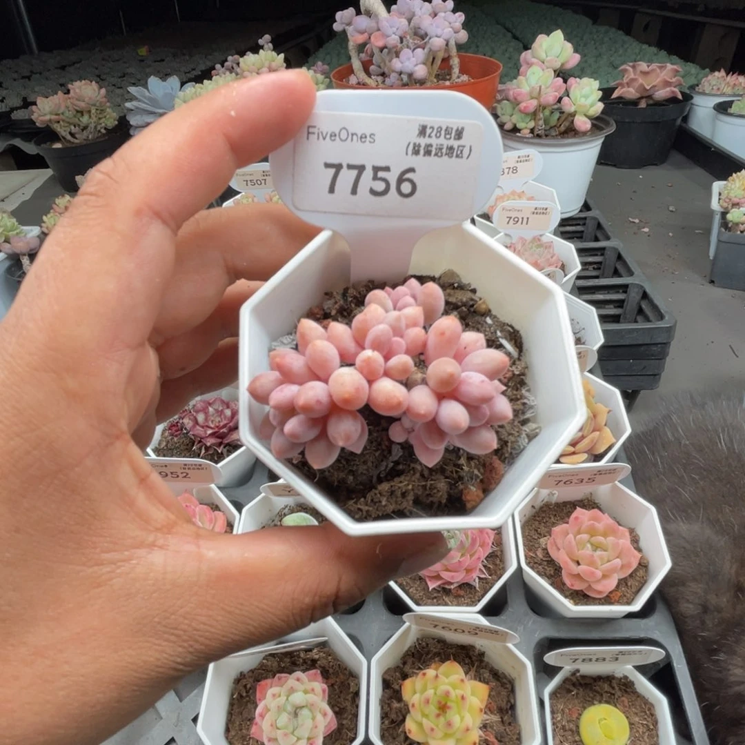 7756婴儿手指4.0厘米