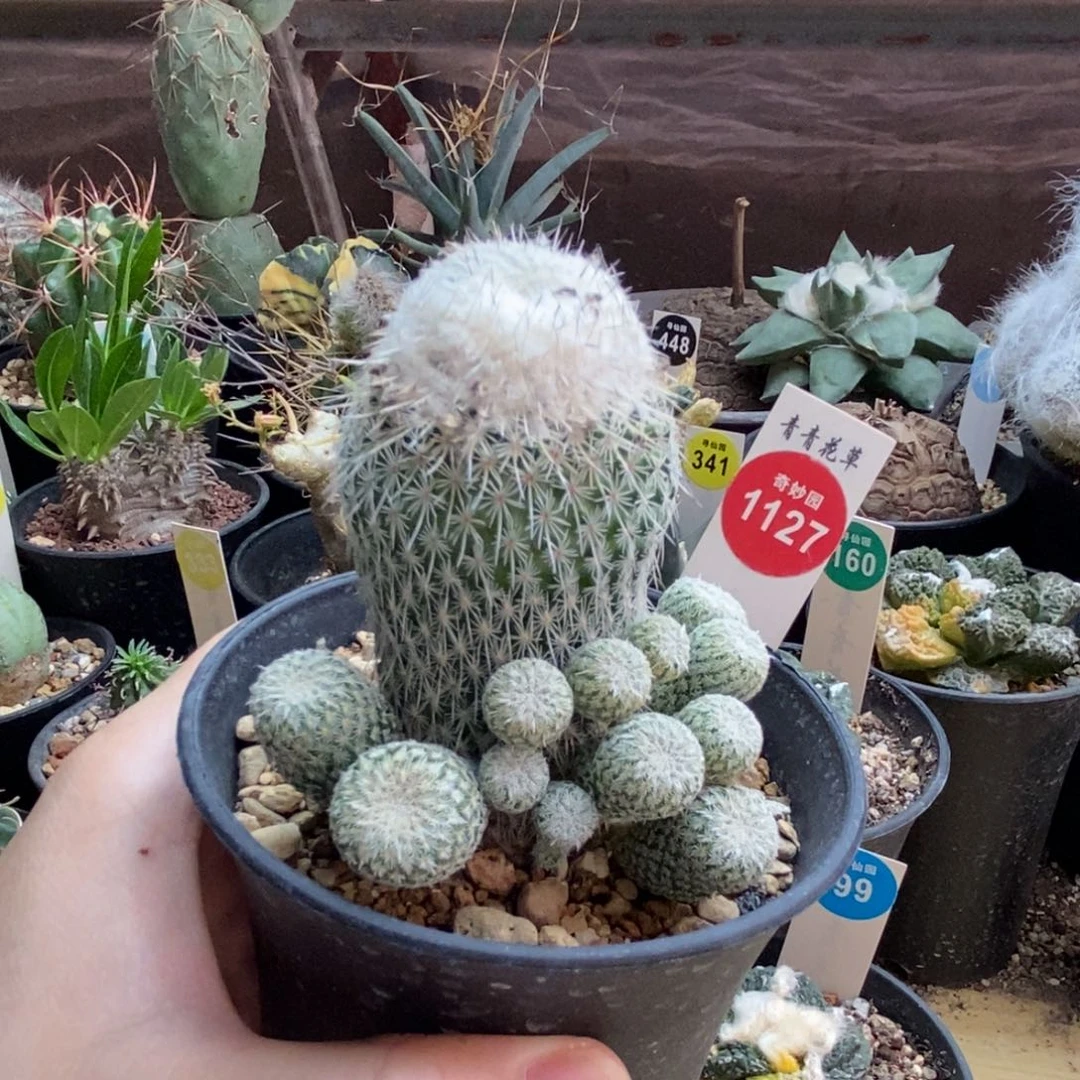 实生乌月丸群根部侧面有疤