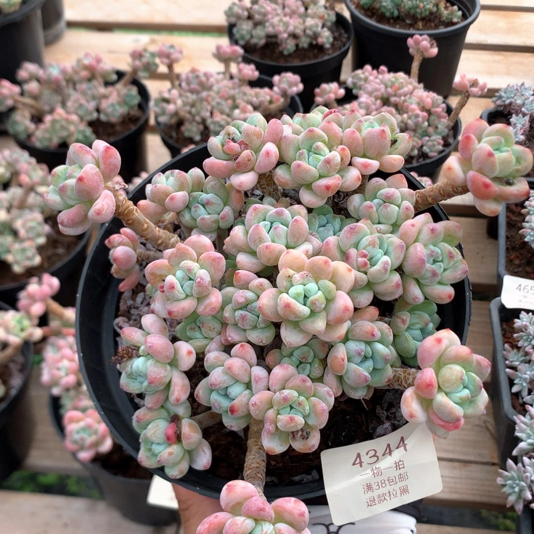 16厘米樱花罗琦 4344