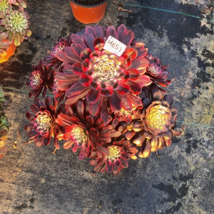 红金钢多肉8510000000000