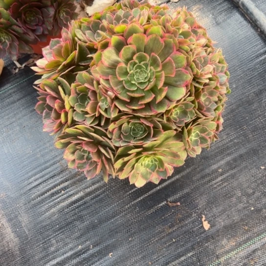 夜宴一颗包邮福利，1号