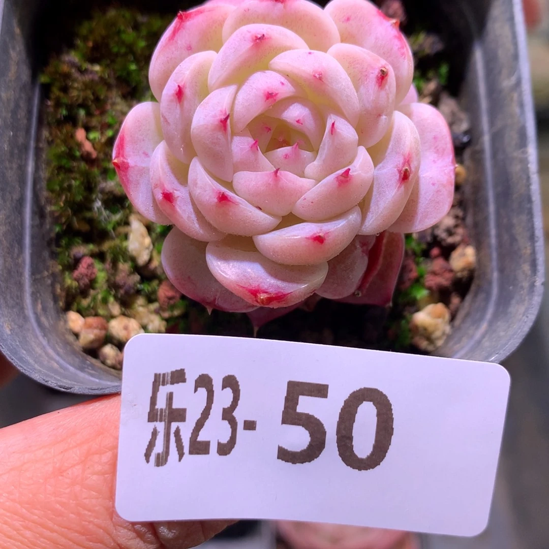 乐然23-50 天鹅绒