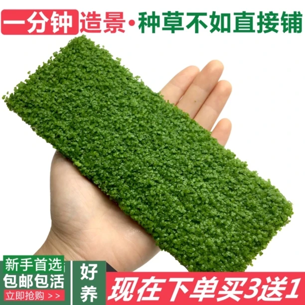 迷你小圆叶草坪爬地网片鱼缸造景前景草活体植物热带鱼水族箱装饰