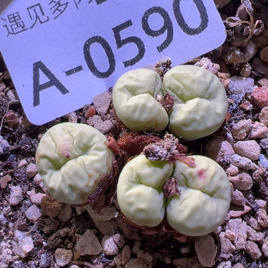 多肉植物111111111111111