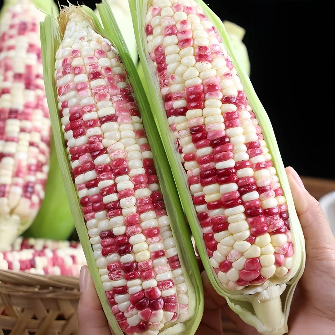 广西当季香甜花糯玉米新鲜现摘苞谷2/3/5/8斤包邮