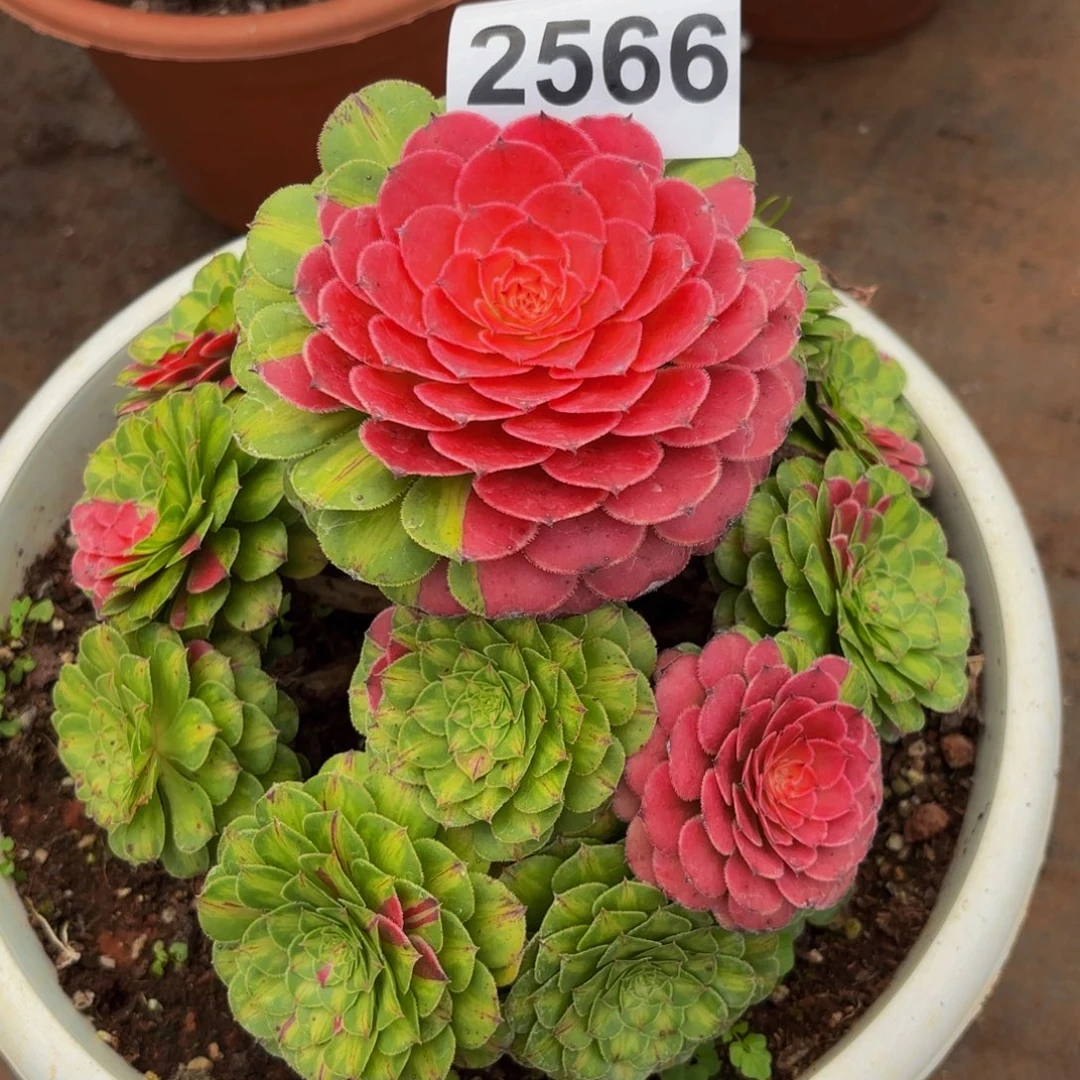 2566多肉植物知否特价