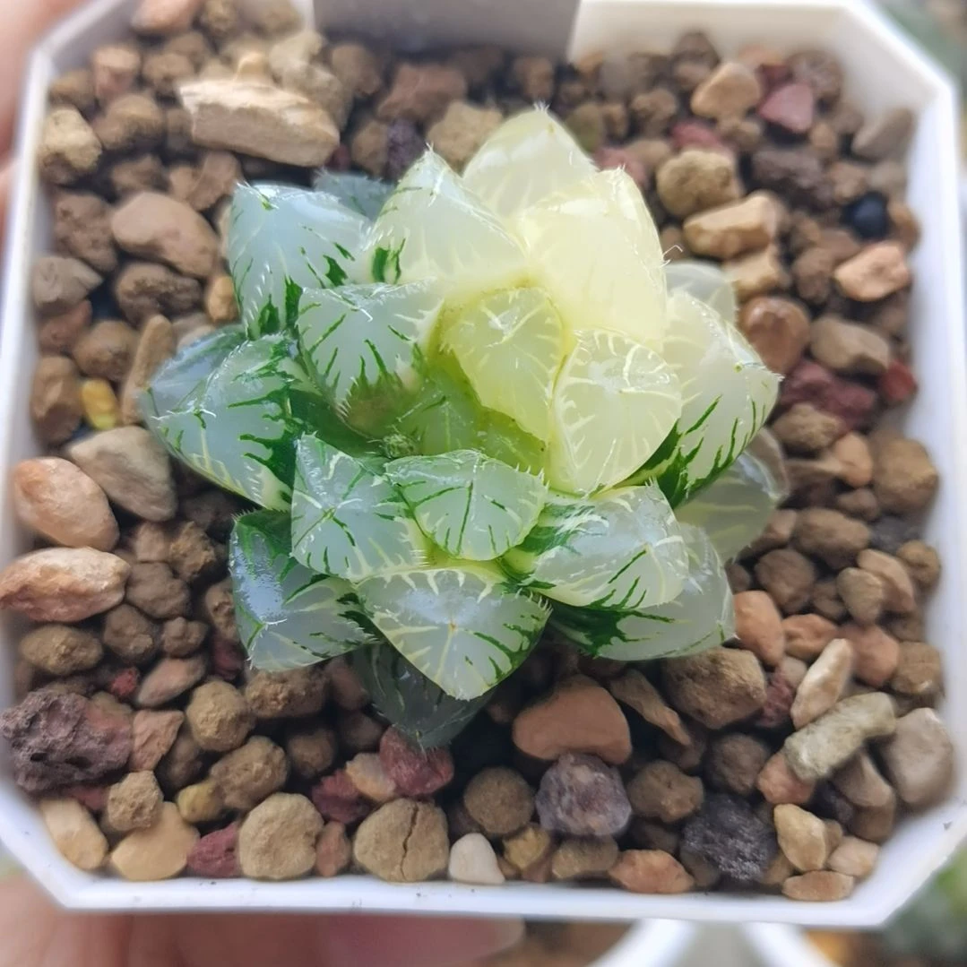 4号花狐玉露锦一物一拍带盆土发货