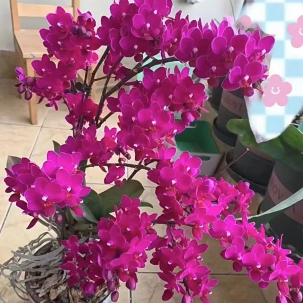 3.5寸杯【带花剑】 满天红  蝴蝶兰   叶片瑕疵  介意勿拍