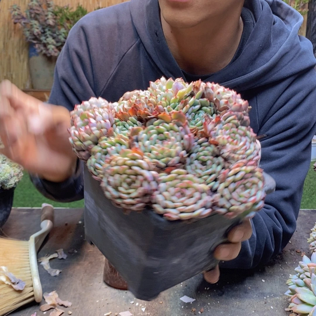 L**aA30号白胖子缀多肉