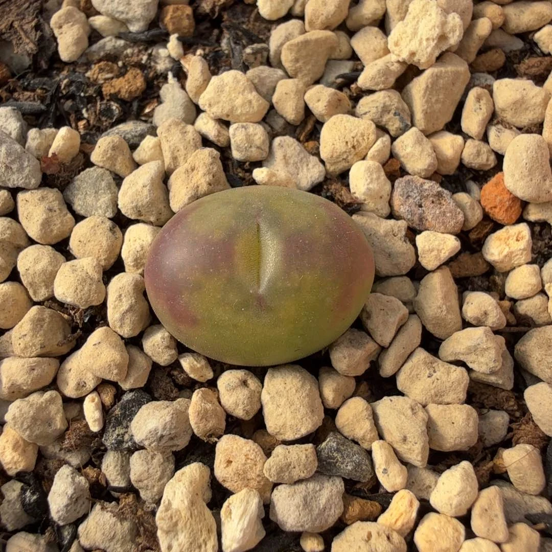 优选杂交 12-3-L18