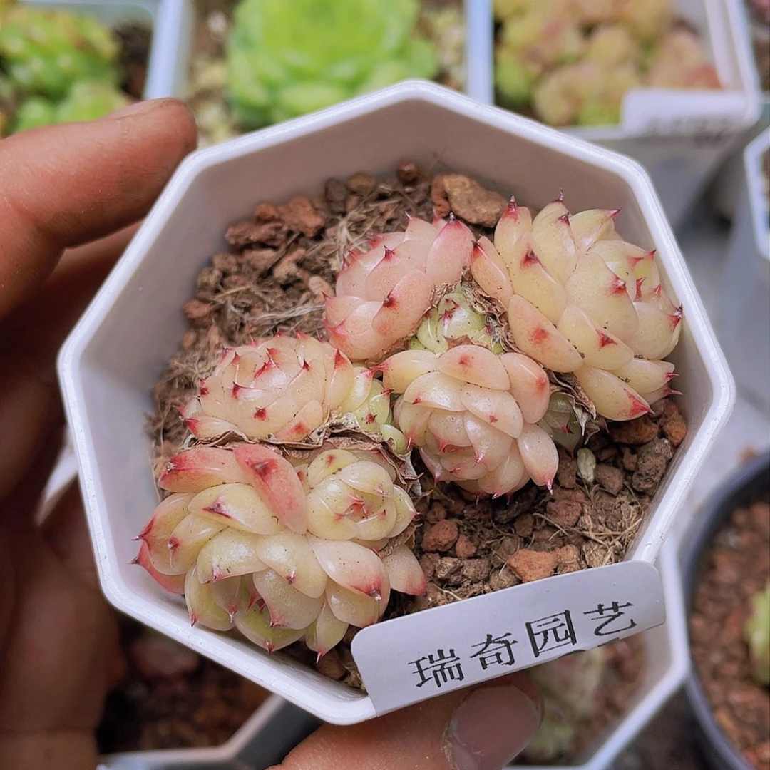 00000000000021量拍