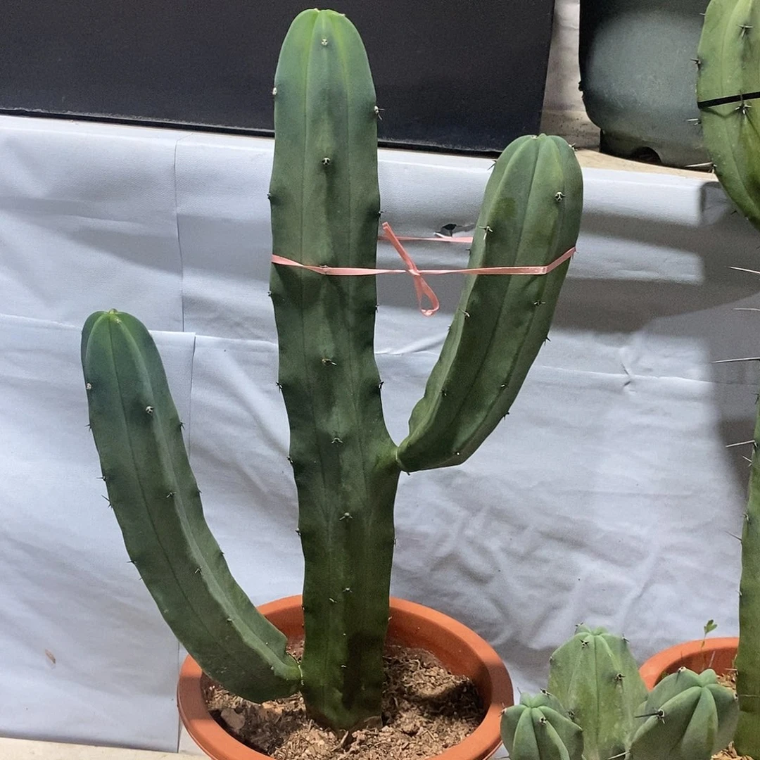 无花朵龙神木一物一拍